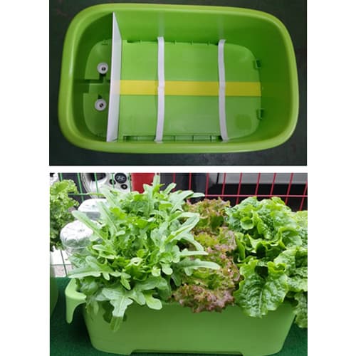 Vegetable garden box